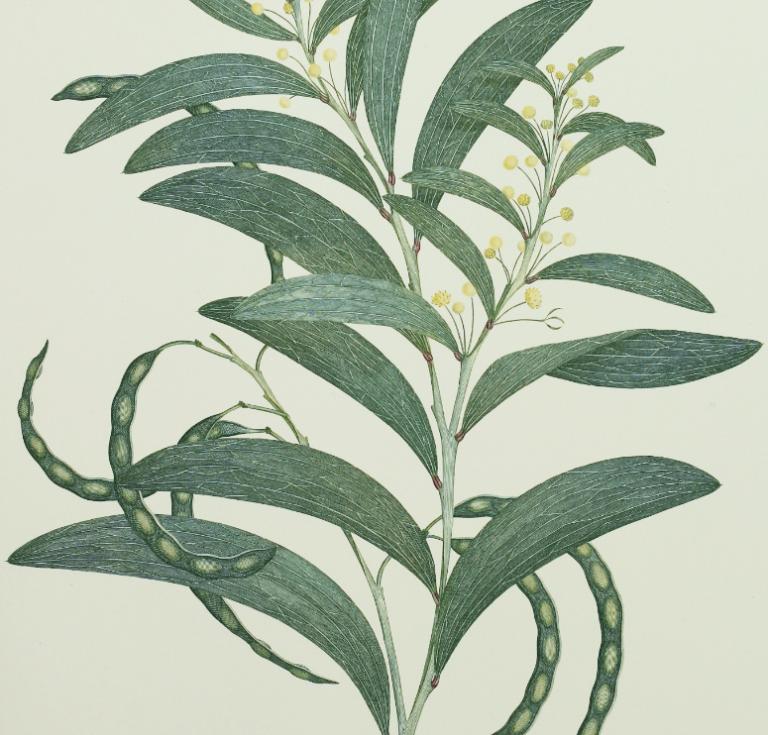 Acacia Legnota 